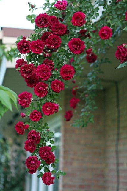 š¹ Elegant Climbing Rose Flower Seeds- 9 Rare and Breathtaking Colors Seeds(IMPORTED)