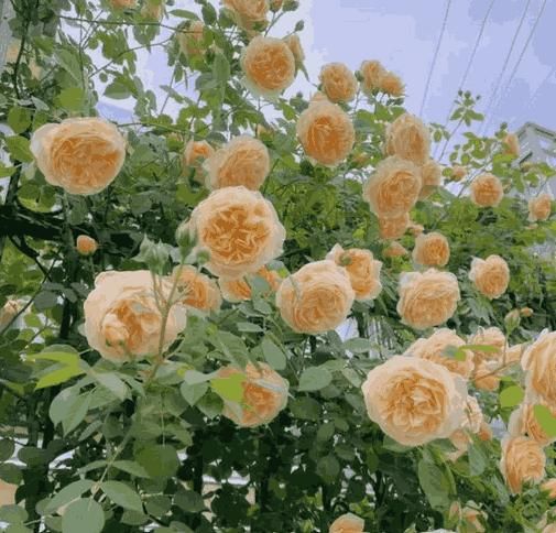 š¹ Elegant Climbing Rose Flower Seeds- 9 Rare and Breathtaking Colors Seeds(IMPORTED)