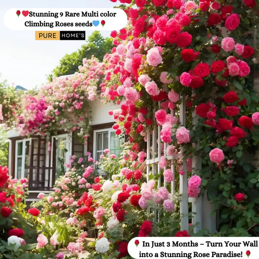 Elegant Climbing Rose Flower Seeds- 9 Rare and Breathtaking Colors Seeds(IMPORTED)