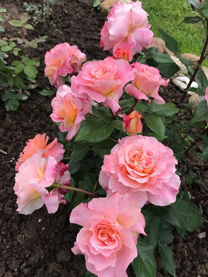 Elegant Climbing Rose Flower Seeds- 9 Rare and Breathtaking Colors Seeds(IMPORTED)