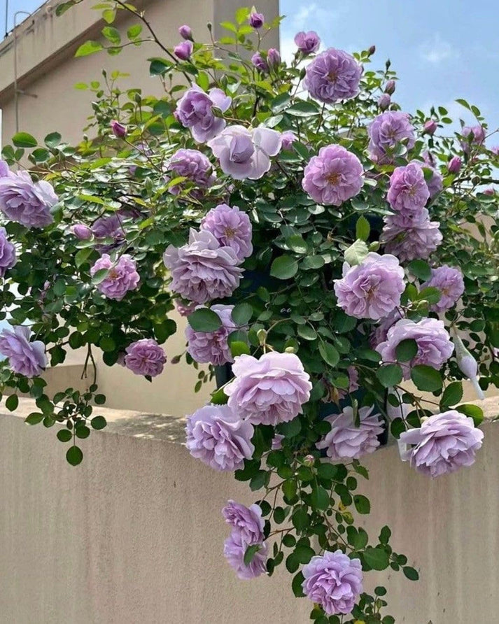Elegant Climbing Rose Flower Seeds- 9 Rare and Breathtaking Colors Seeds(IMPORTED)