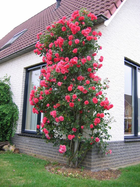 Elegant Climbing Rose Flower Seeds- 9 Rare and Breathtaking Colors Seeds(IMPORTED)
